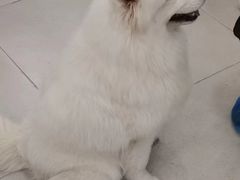 -安格丽娜·狗咖·猫咖羊驼咖(春熙路百盛商场店)