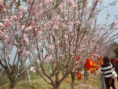-天适樱花悠乐园