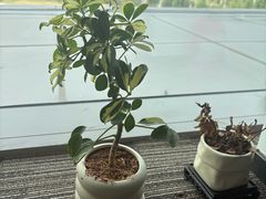 -龙顺园麻辣香锅(机场店)