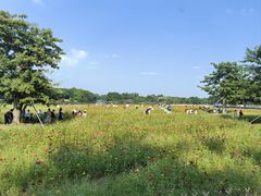 -海珠湖公园