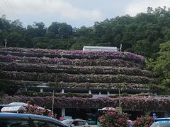 -深圳仙湖植物园