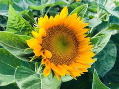 -艾溪湖湿地公园