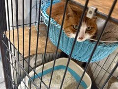 -四月宠物医院·猫专科·心脏专科·内科(转塘店)