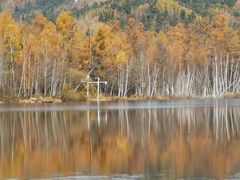 -五营红松林海景区