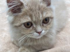 -御宝贝·A梦猫科宠物医院(国际猫友好医院)
