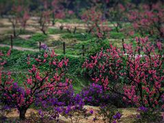 -南国桃园旅游度假区