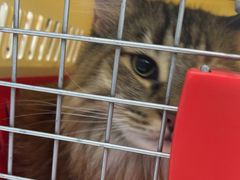 -纳吉亚猫专科动物诊疗中心(蒋宅口分院)