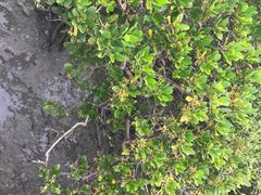 -北海金海湾红树林生态旅游区