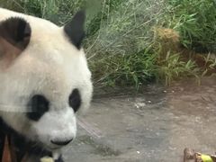 -柳州市动物园
