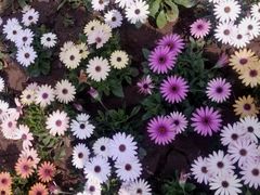 -石家庄市植物园