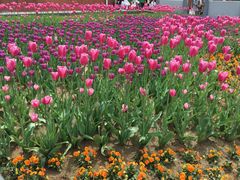 -石家庄市植物园
