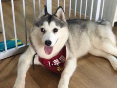 -Husky Go! 哈士奇体验馆·宠物咖啡厅狗咖