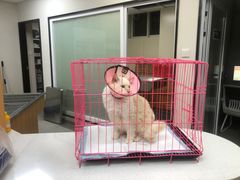 -联合动物医院(光谷诊疗中心)