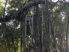 -苏家围·东江画廊旅游景区