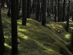 -芦芽山旅游度假区