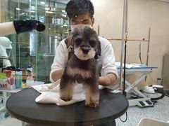 -momokira米努特·德文卷毛猫·棉花面纱犬
