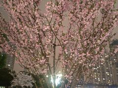 -西北湖绿化广场