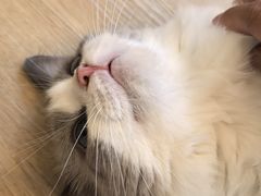 -有喵·猫咖·狗咖·30几只猫10只小狗(岗厦店)