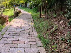 -上海佘山国家森林公园天马山园