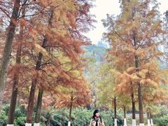 -重庆彩云湖湿地公园