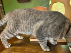 -猫猫幼稚园·撸猫·桌游·电玩