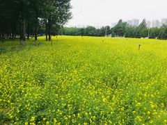 -长白岛森林公园