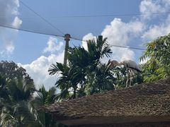 -新加坡飞禽公园