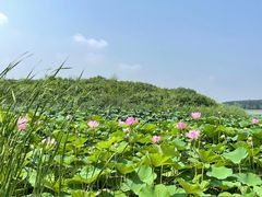 -丁香湖公园
