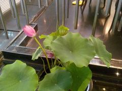 android_upload_pic-王家渡火锅店(棕榈泉店)
