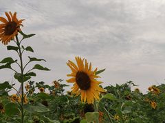 -嘉北郊野公园
