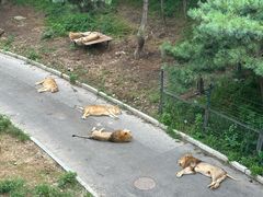 -大连森林动物园