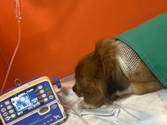 -瑞派福兴宠物医院犬猫全科·骨科·中西医结合(河东店)