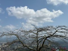 -风云岭森林公园