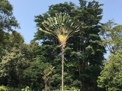 -中国科学院西双版纳热带植物园