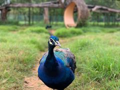 -云南野生动物园