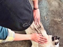 -喵屿·大理花园猫咖