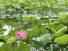 -莲花池公园