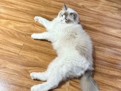 -MOCHA明星猫咖(田子坊店)