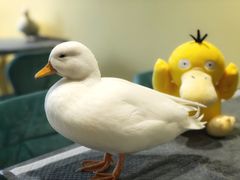 -RU DUCK柯尔鸭公社·撸鸭俱乐部·羊驼·小香猪