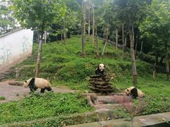 -中国大熊猫保护研究中心雅安碧峰峡基地