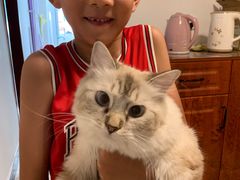 -糯米喵星人总部直营旗舰店·猫舍·幼猫出售