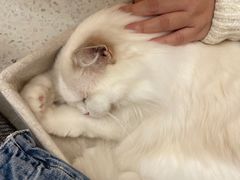 -瞄一喵猫咖(格力海岸店)