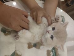 -袖虎·猫馆(体育西路店)
