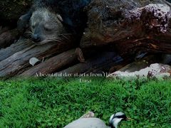 -普洱太阳河森林公园