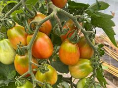 -庞各庄翠芳园西瓜蔬菜基地采摘园