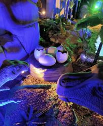 -恐龙探索乐园(磁器口店)