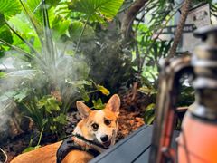 -J Create城市露营咖啡·简餐·宠物(上海动物园店)