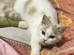 -天使宠物医院·犬猫分诊(彩虹店)