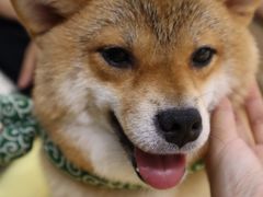 -逗柴咖啡屋·狗咖猫咖宠物桌游