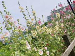 -田园东方蜜桃村的田野营地